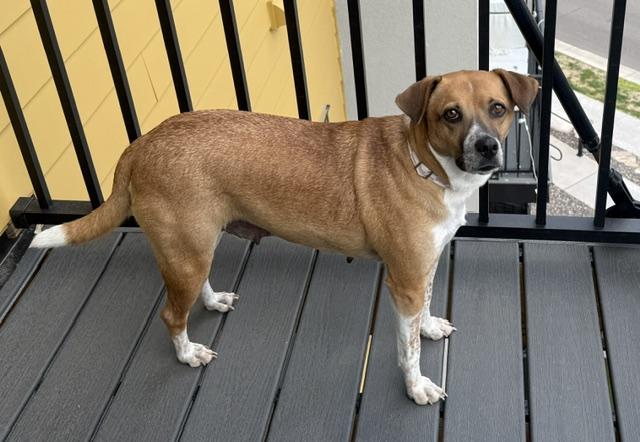 Tessie, ADOPTABLE, Young Female Boxer & Hound.