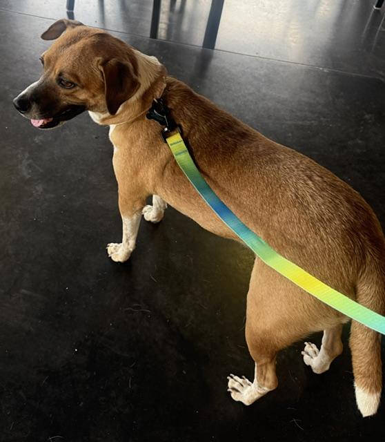 Enlarge Tessie, a ADOPTABLE mixed breed in Minneapolis, MN image 2/3