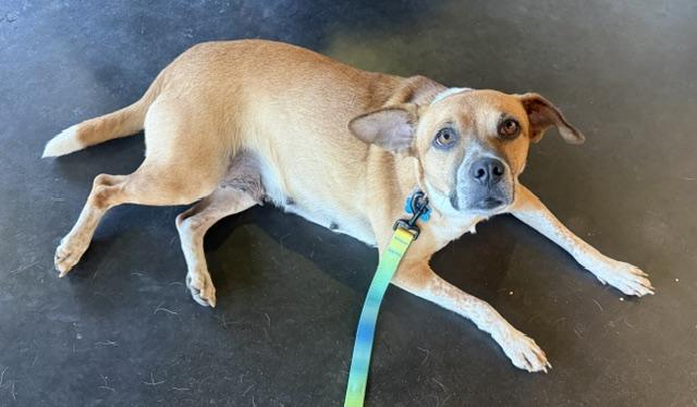Enlarge Tessie, a ADOPTABLE mixed breed in Minneapolis, MN image 3/3