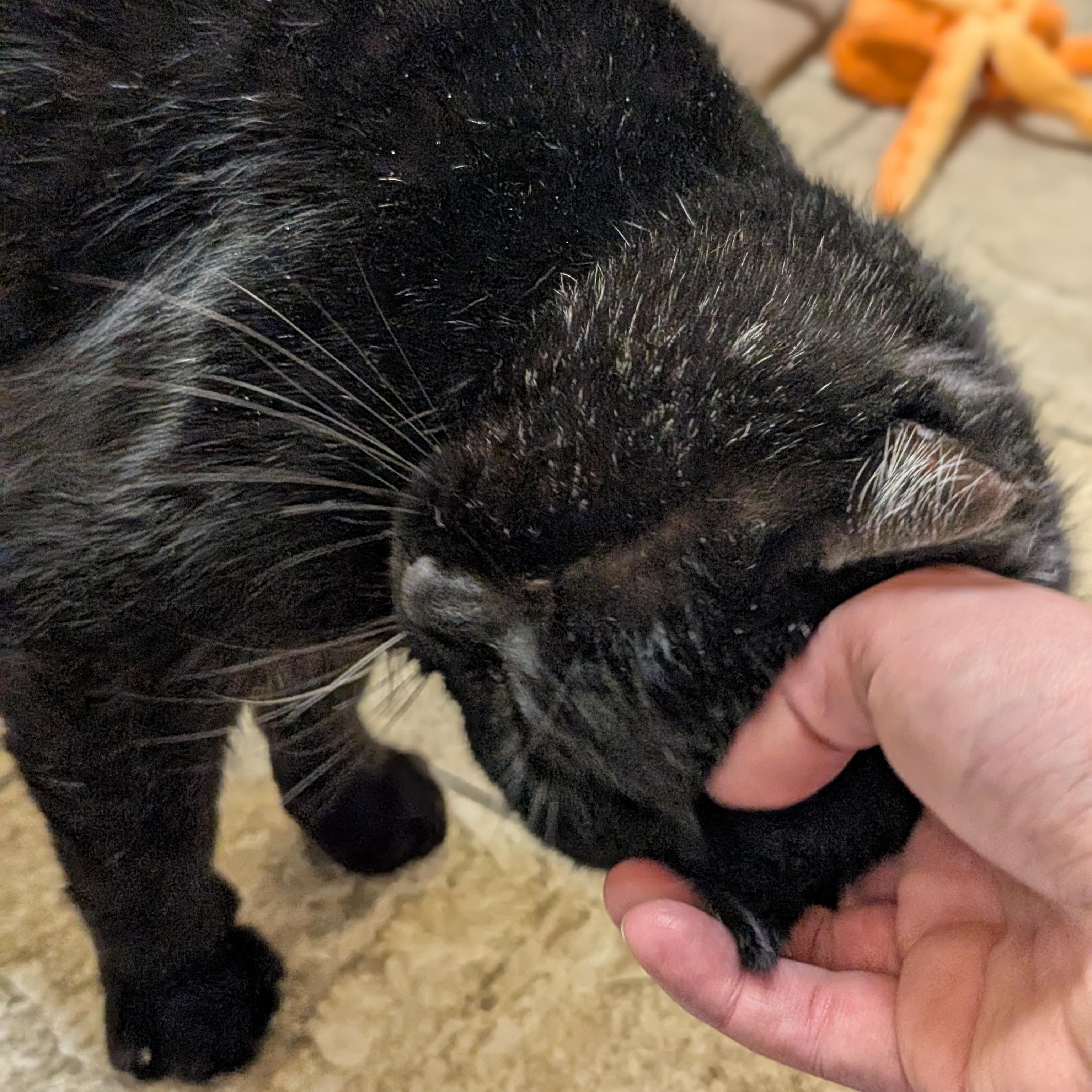 Enlarge Rocco, a ADOPTABLE Domestic Short Hair in Madison, WI image 3/5