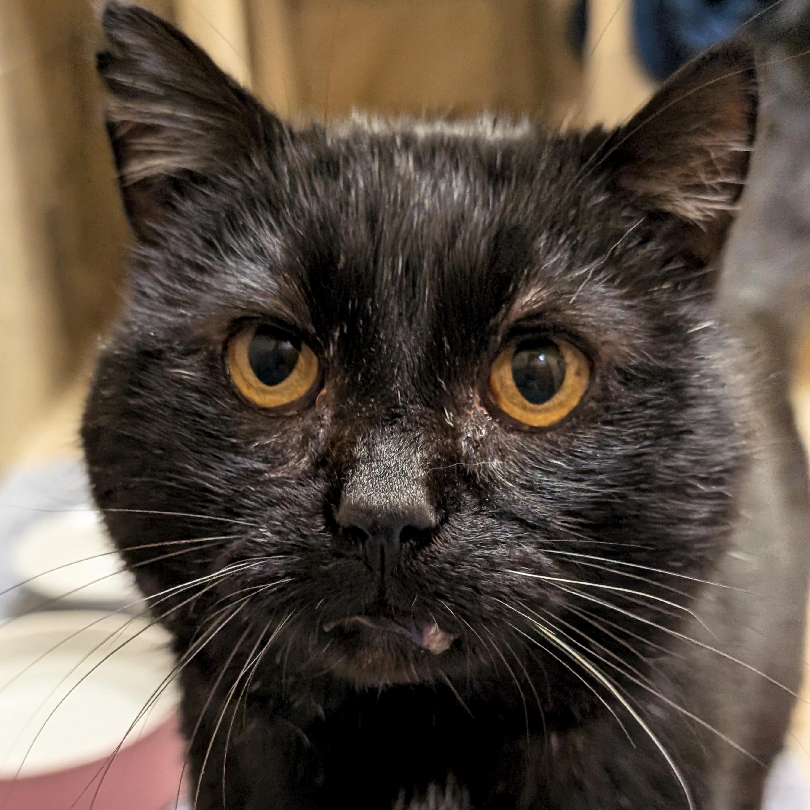 Enlarge Rocco, a ADOPTABLE Domestic Short Hair in Madison, WI image 1/5