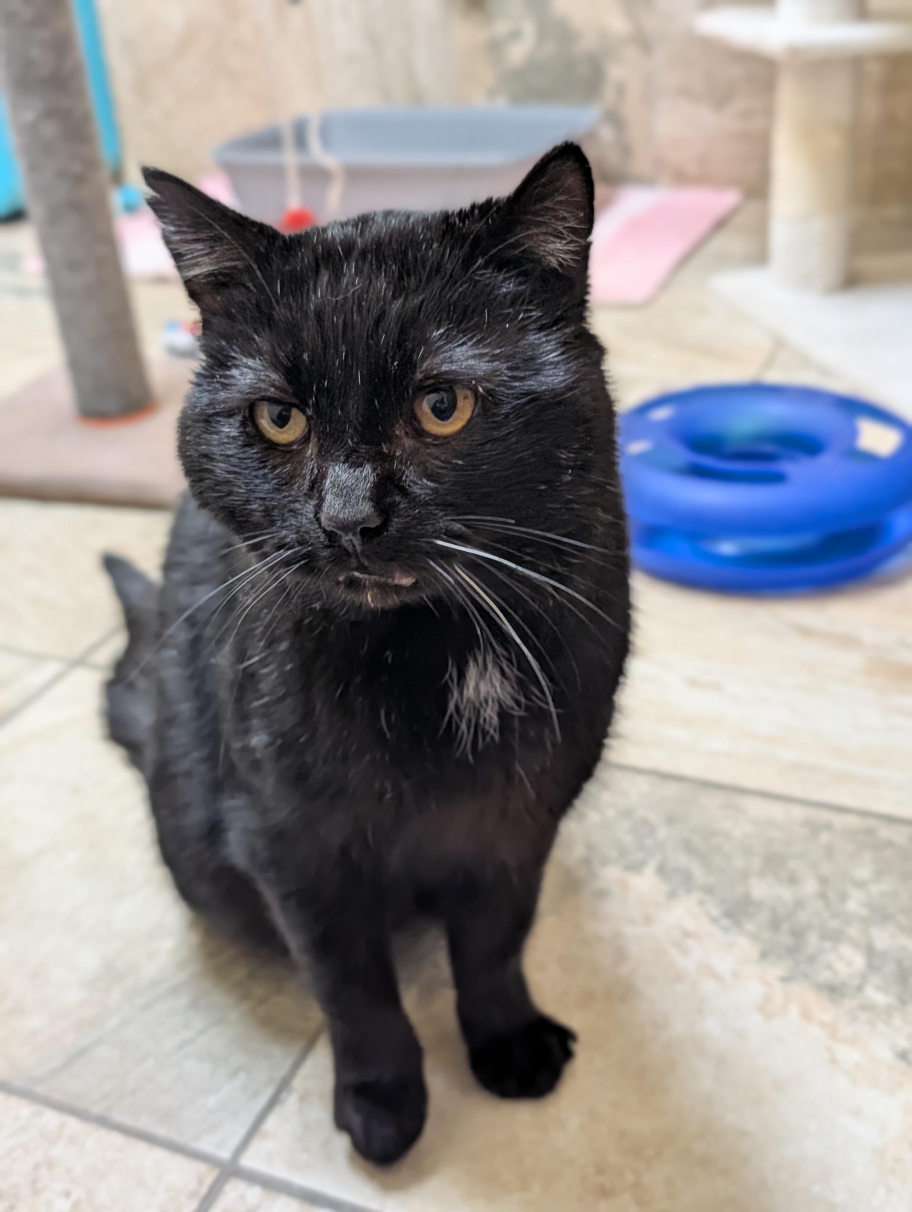 Enlarge Rocco, a ADOPTABLE Domestic Short Hair in Madison, WI image 4/5