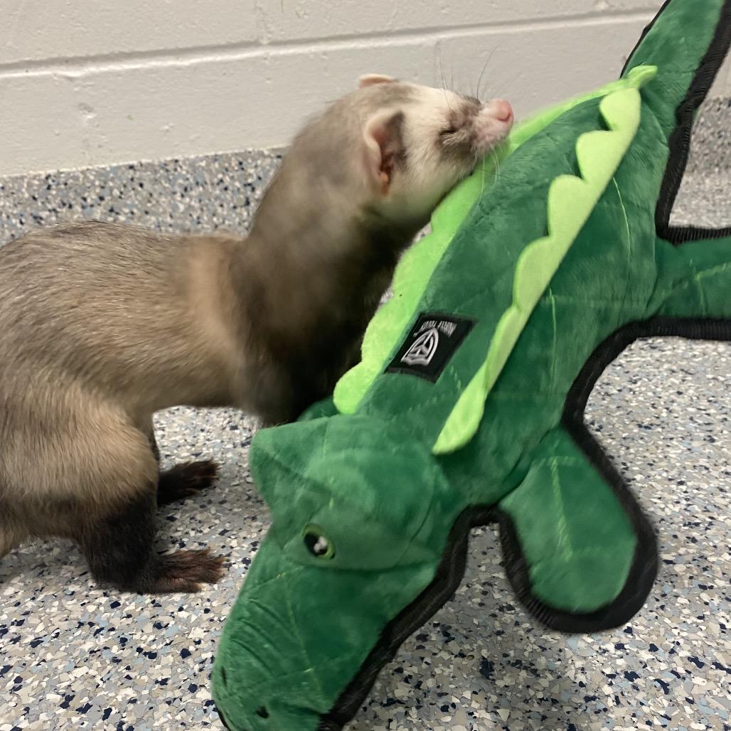 Enlarge Rome, a Adoptable Ferret in Dayton, OH image 1/6