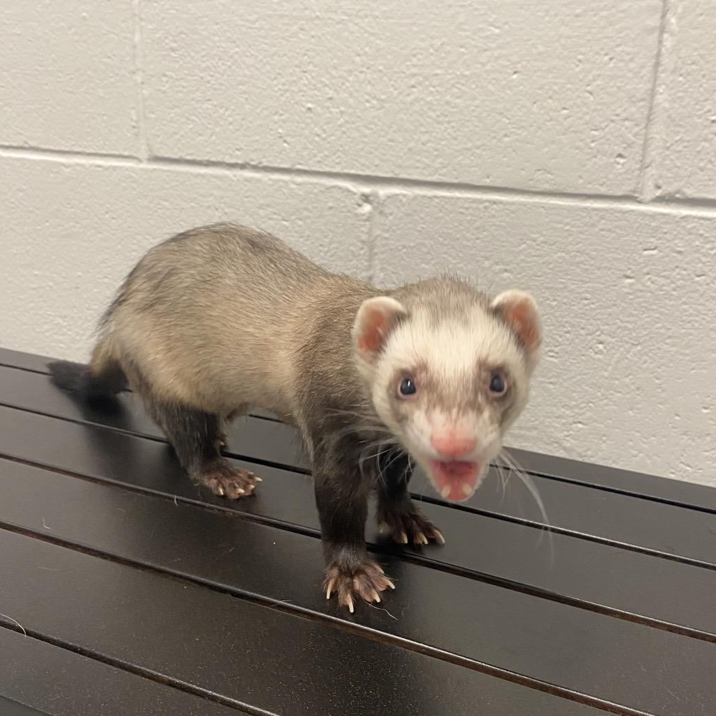 Enlarge Rome, a Adoptable Ferret in Dayton, OH image 2/6