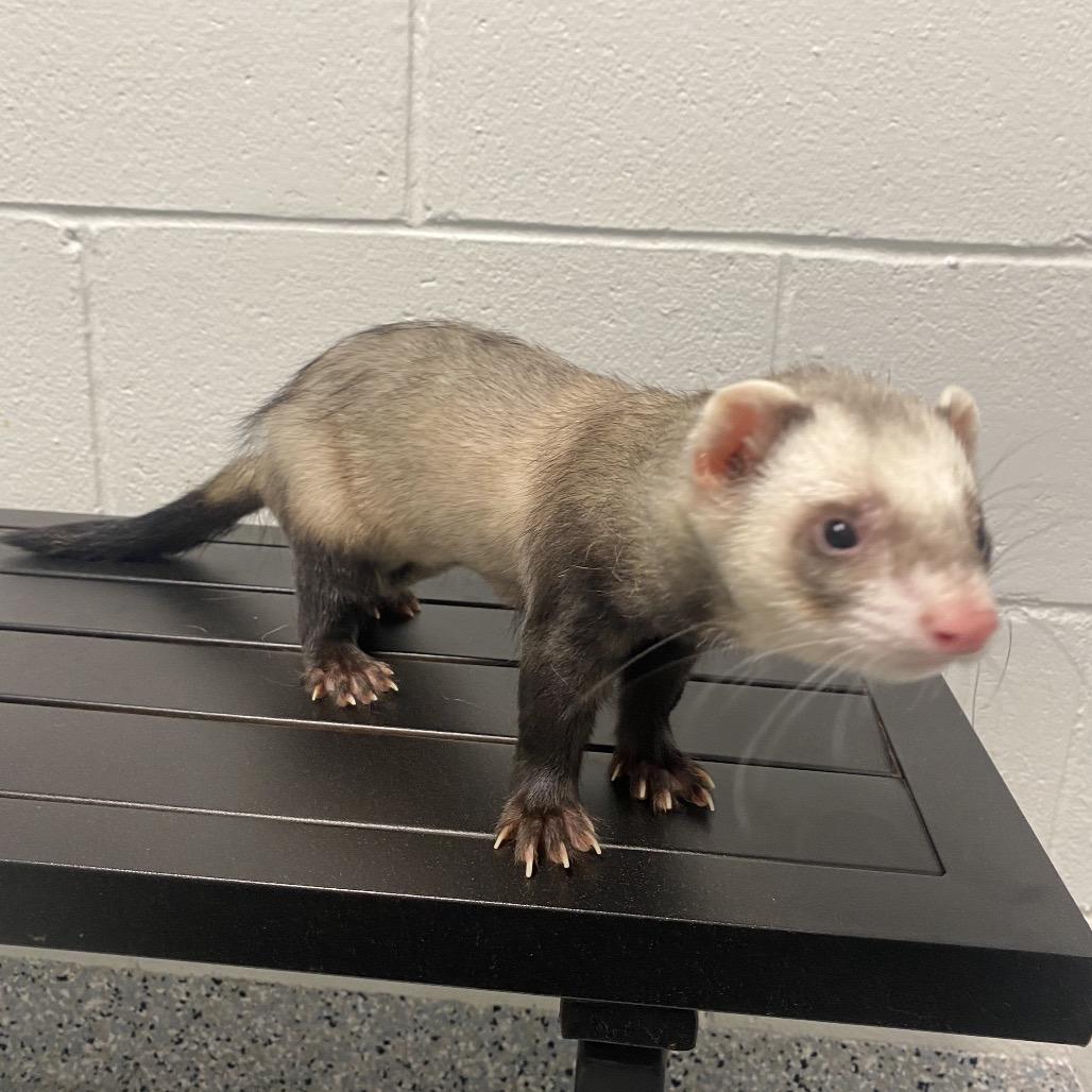 Enlarge Rome, a Adoptable Ferret in Dayton, OH image 3/6