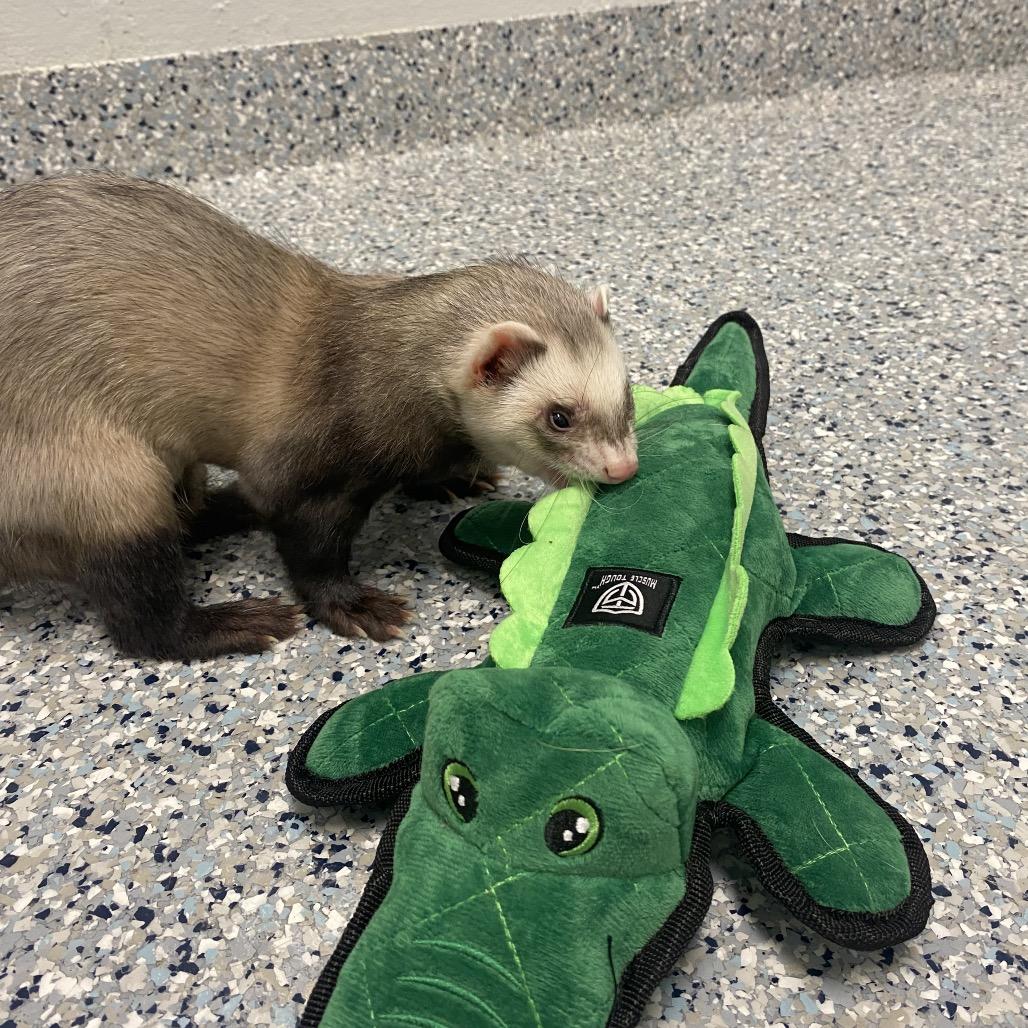 Enlarge Rome, a Adoptable Ferret in Dayton, OH image 4/6