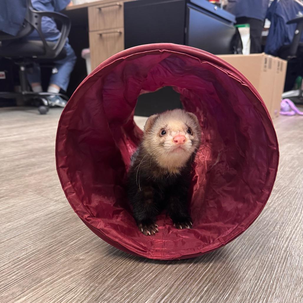 Enlarge Rome, a Adoptable Ferret in Dayton, OH image 5/6