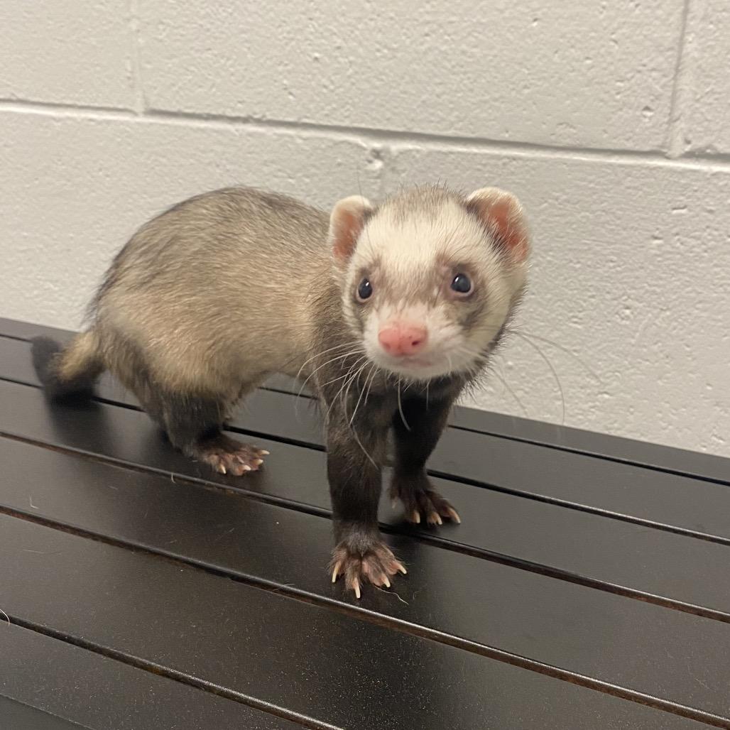 Enlarge Rome, a Adoptable Ferret in Dayton, OH image 6/6