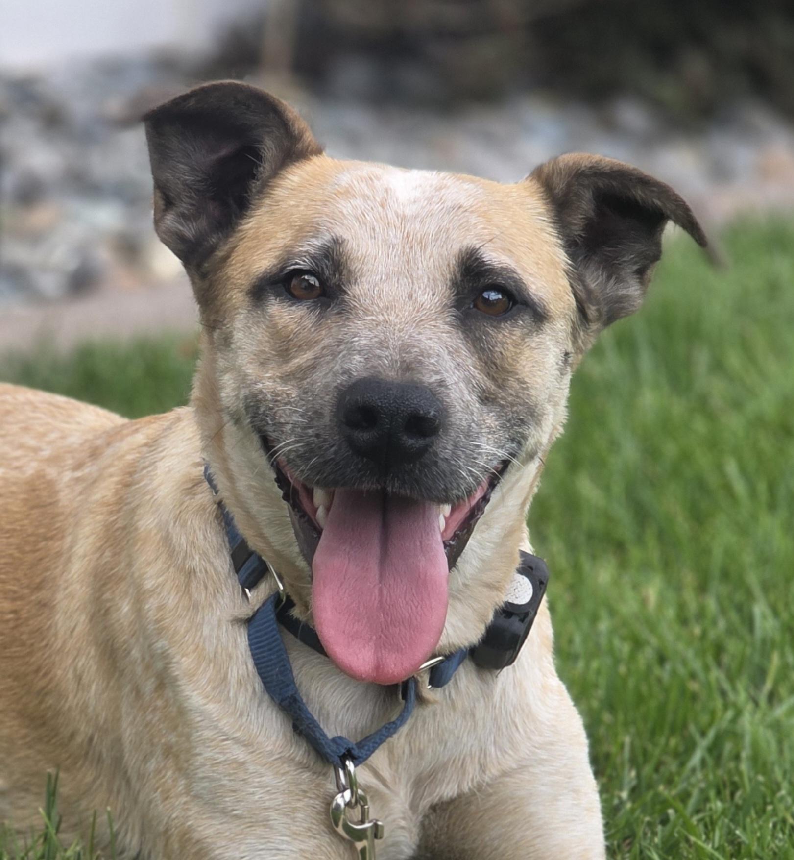 Louise, Adoptable, Young Female Australian Cattle Dog / Blue Heeler & Mixed Breed.