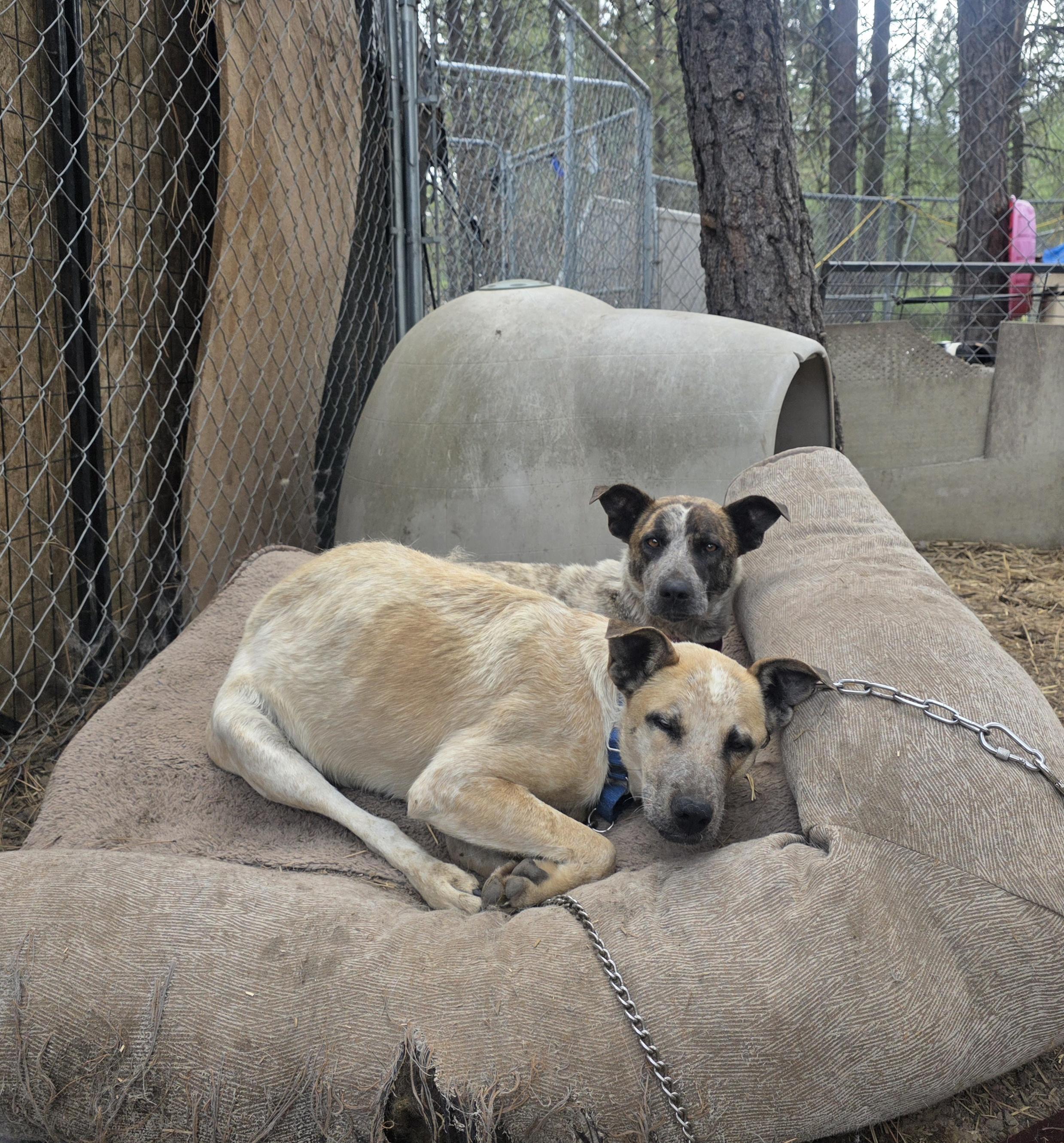 Louise, a Adoptable mixed breed in Elk, WA image 1/3