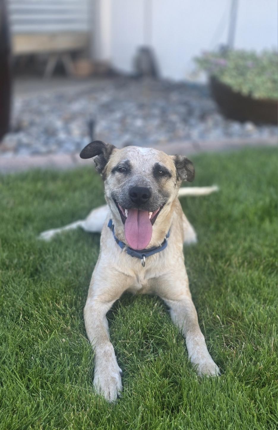 Louise, a Adoptable mixed breed in Elk, WA image 2/6