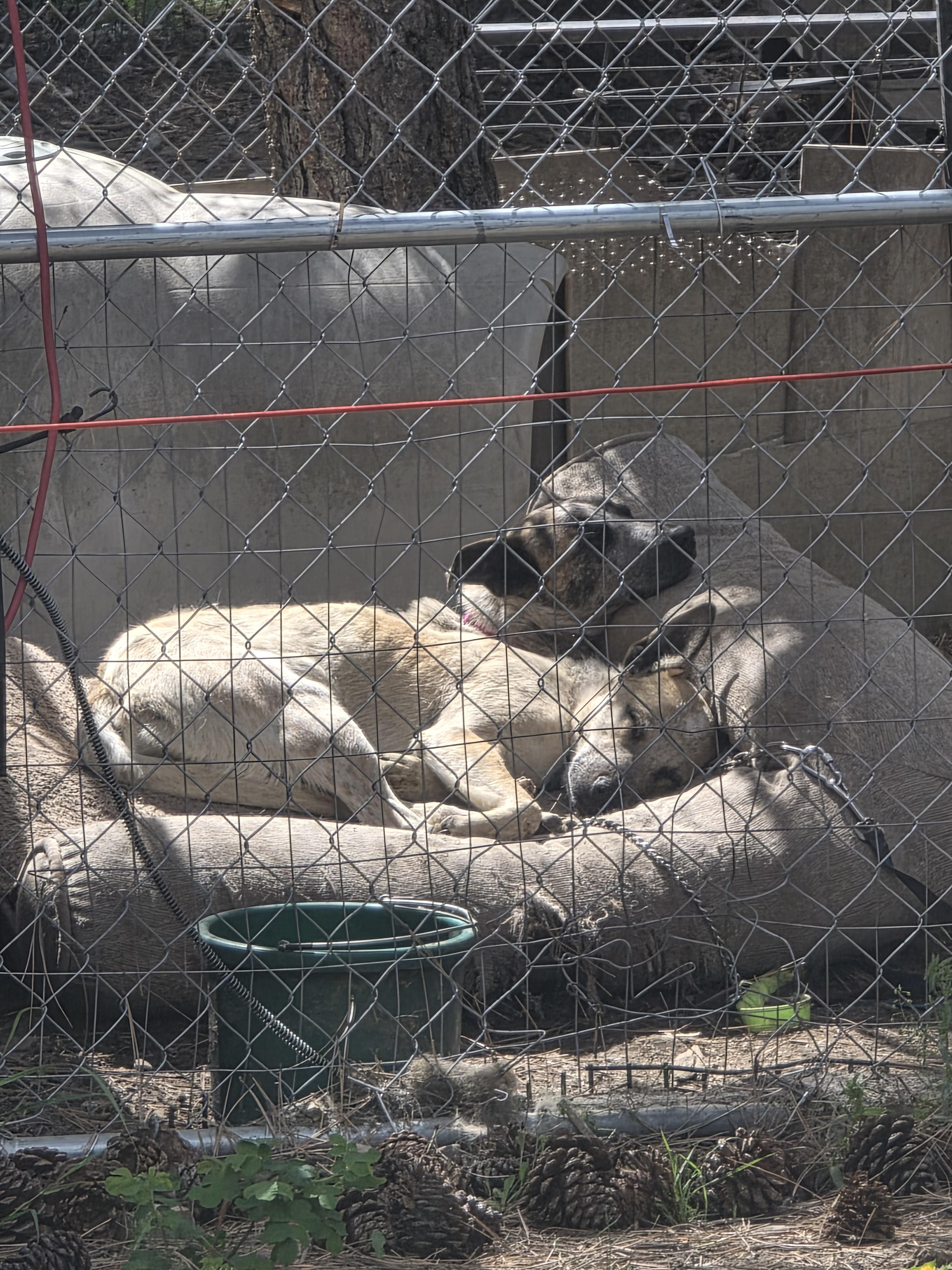 Louise, a Adoptable mixed breed in Elk, WA image 2/3