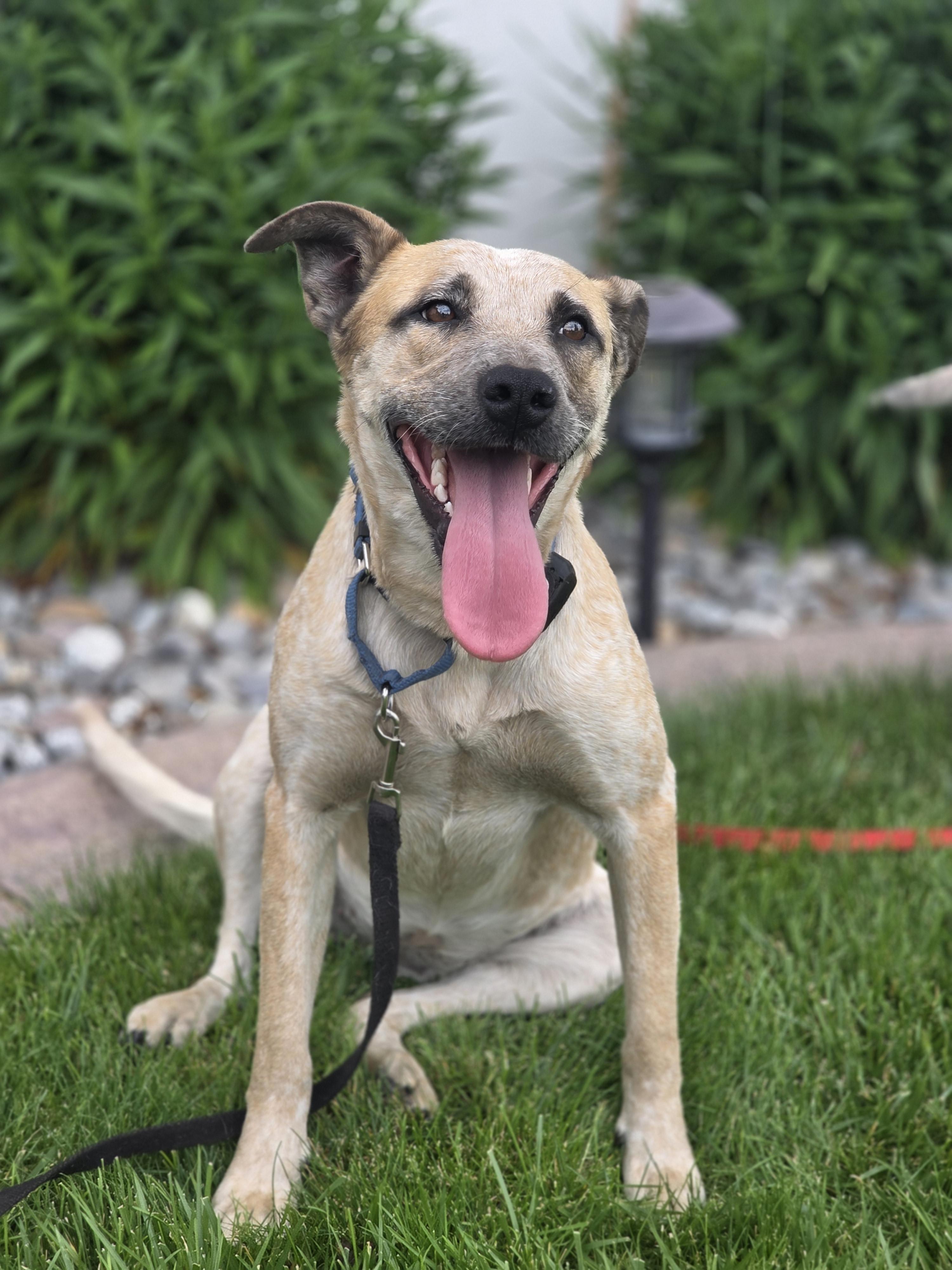 Louise, a Adoptable mixed breed in Elk, WA image 3/6