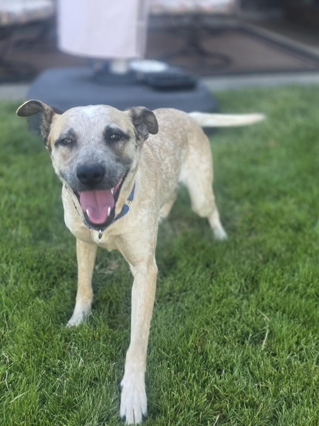Louise, a Adoptable mixed breed in Elk, WA image 4/6