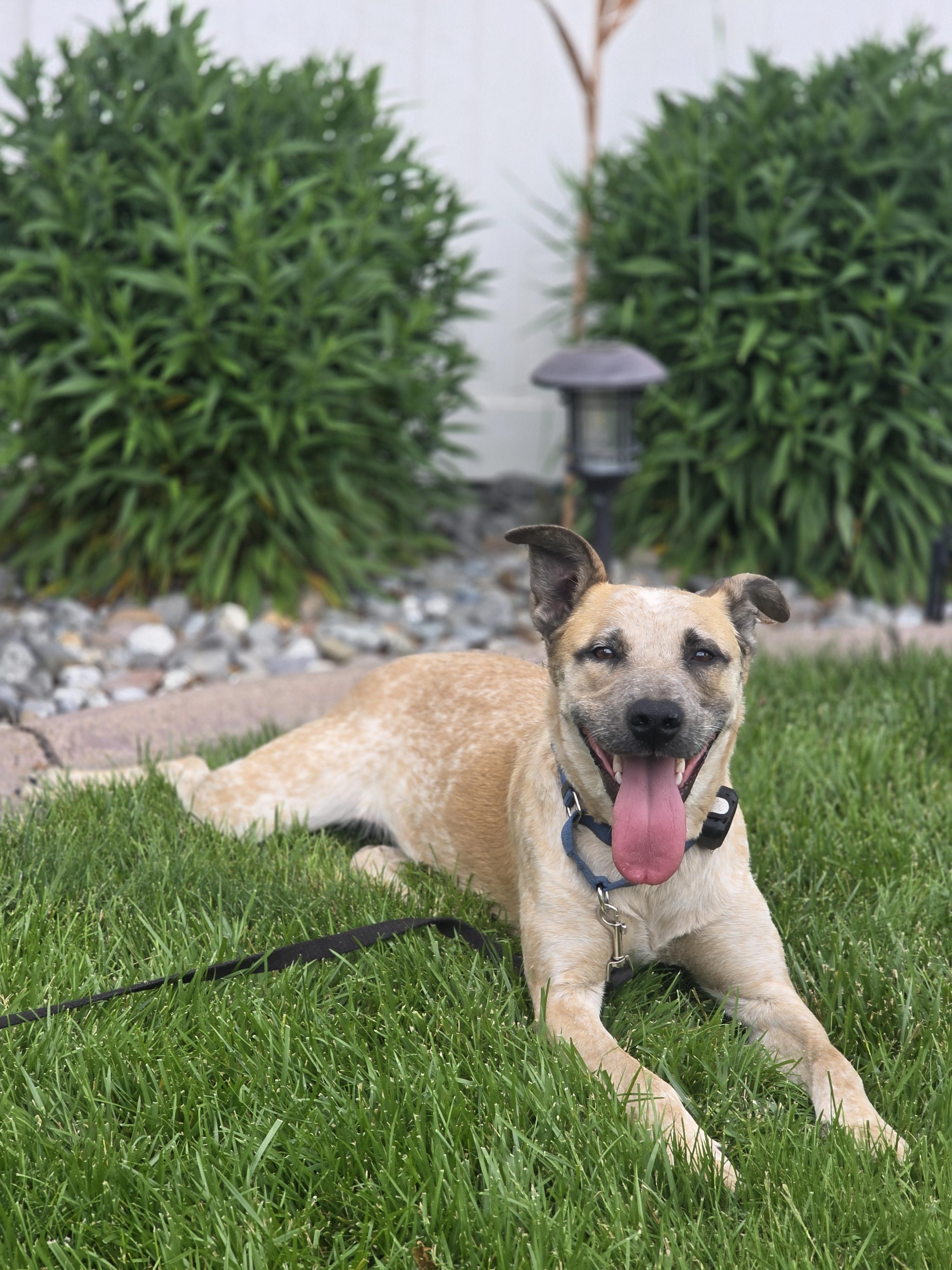 Louise, a Adoptable mixed breed in Elk, WA image 5/6