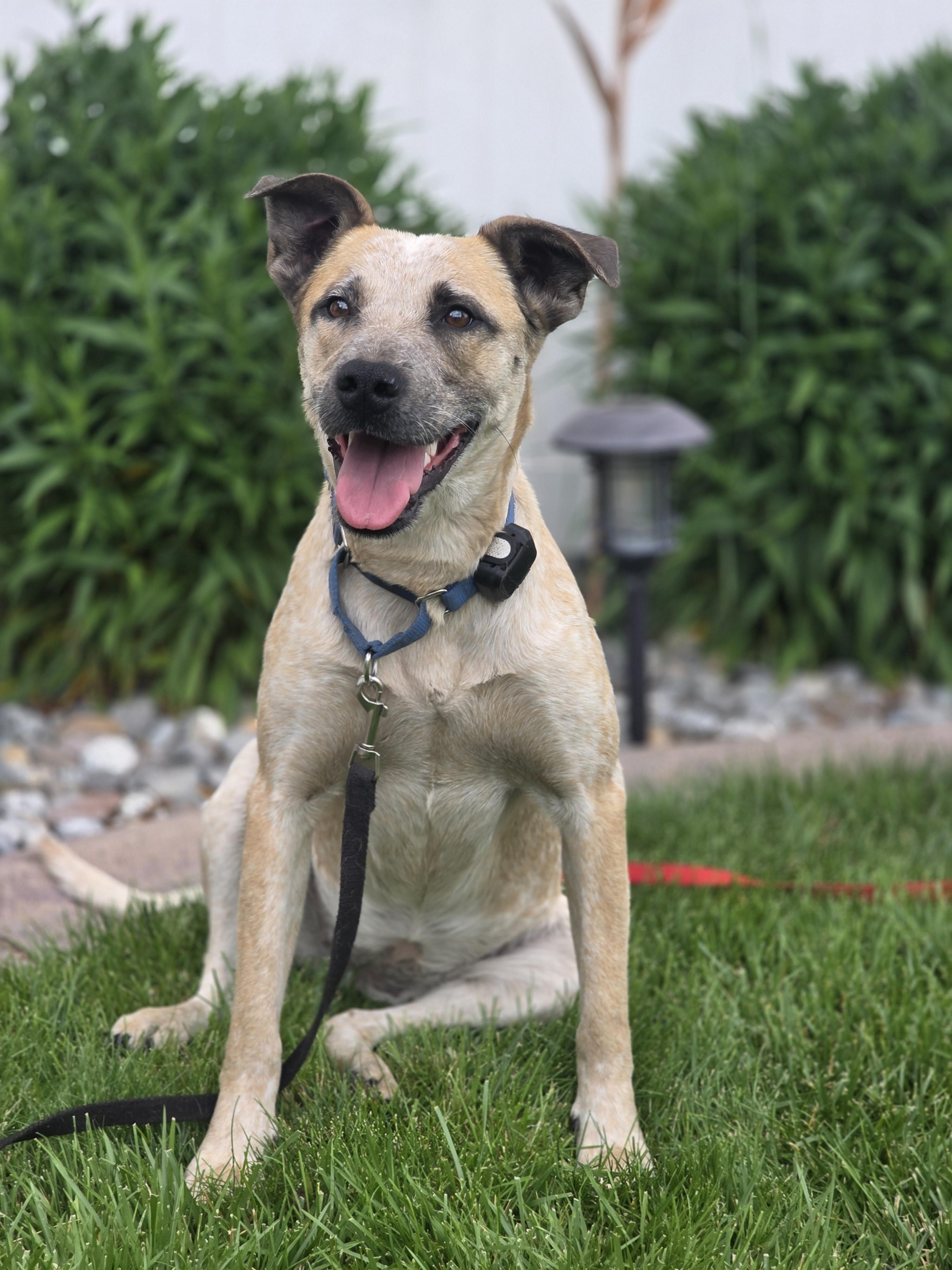Louise, a Adoptable mixed breed in Elk, WA image 6/6