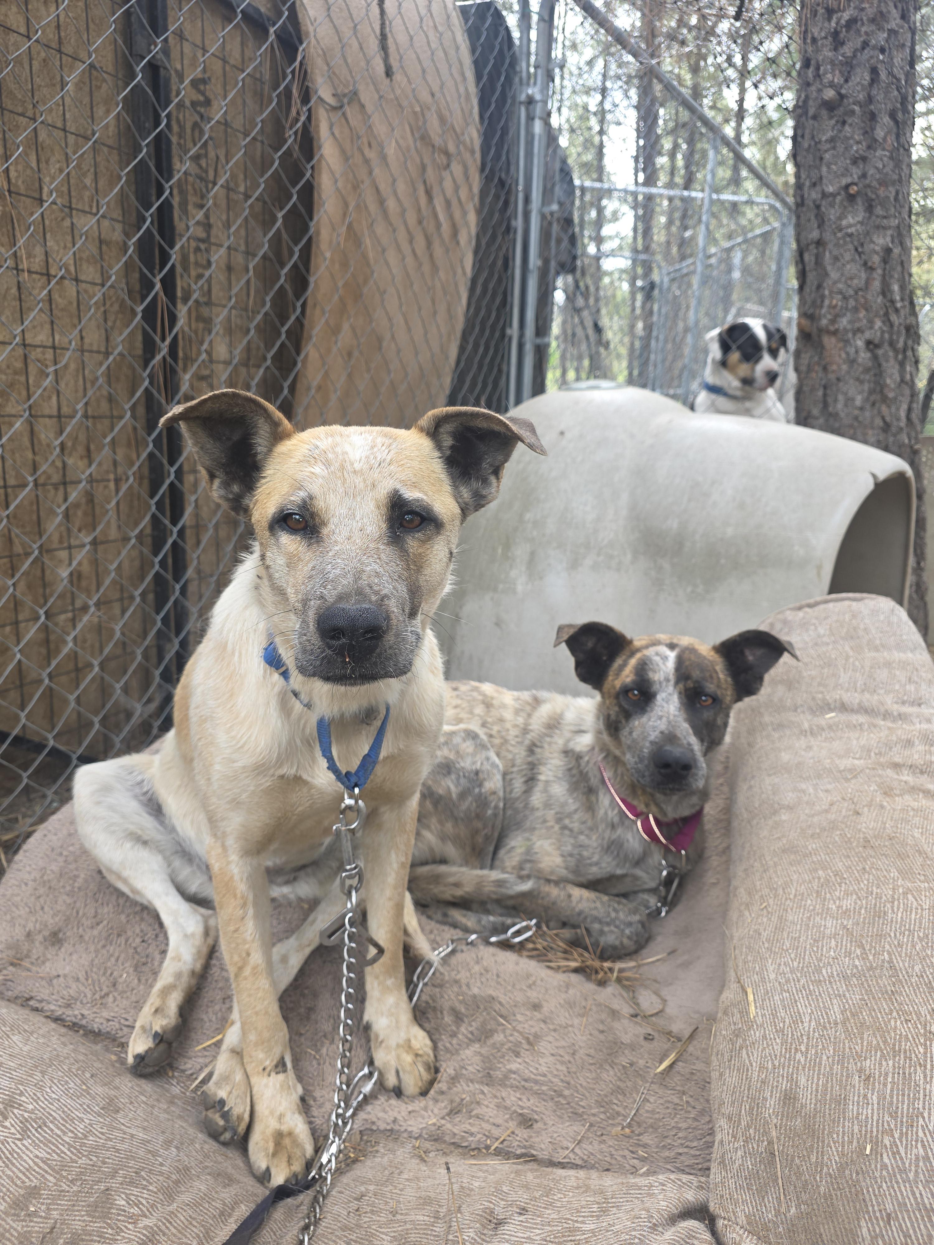 Louise, a Adoptable mixed breed in Elk, WA image 3/3