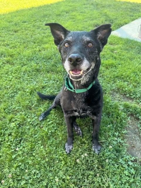 CLORIS LEACHMAN, Adoptable, Senior Female Labrador Retriever.