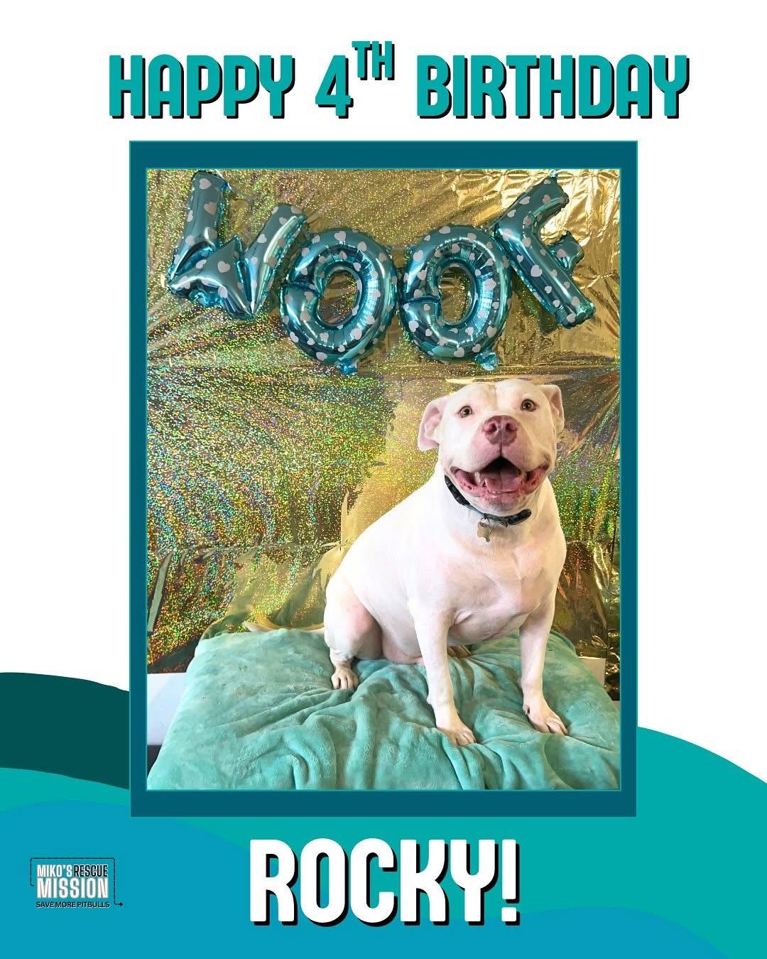 Enlarge Rocky, a ADOPTABLE mixed breed in Rancho Palos Verdes, CA image 2/3