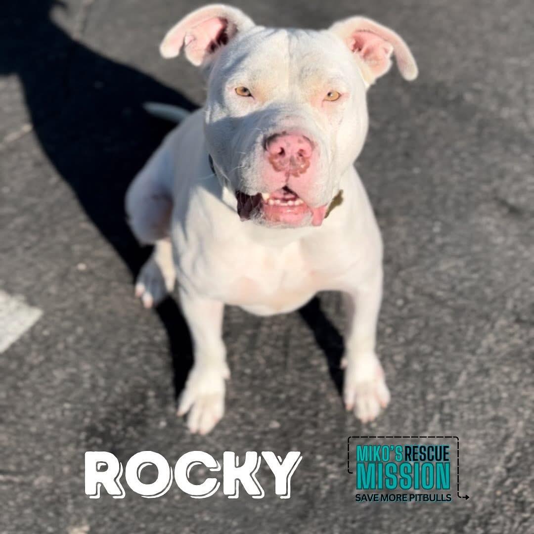 Rocky, ADOPTABLE, Adult Male Pit Bull Terrier & American Staffordshire Terrier.