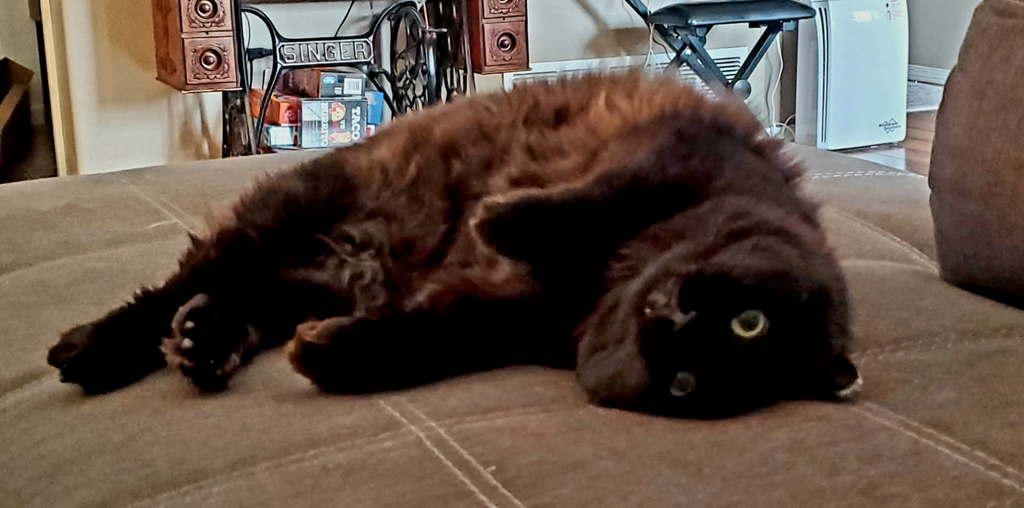 Enlarge Marina, a Adoptable Domestic Long Hair in Wasilla, AK image 1/6