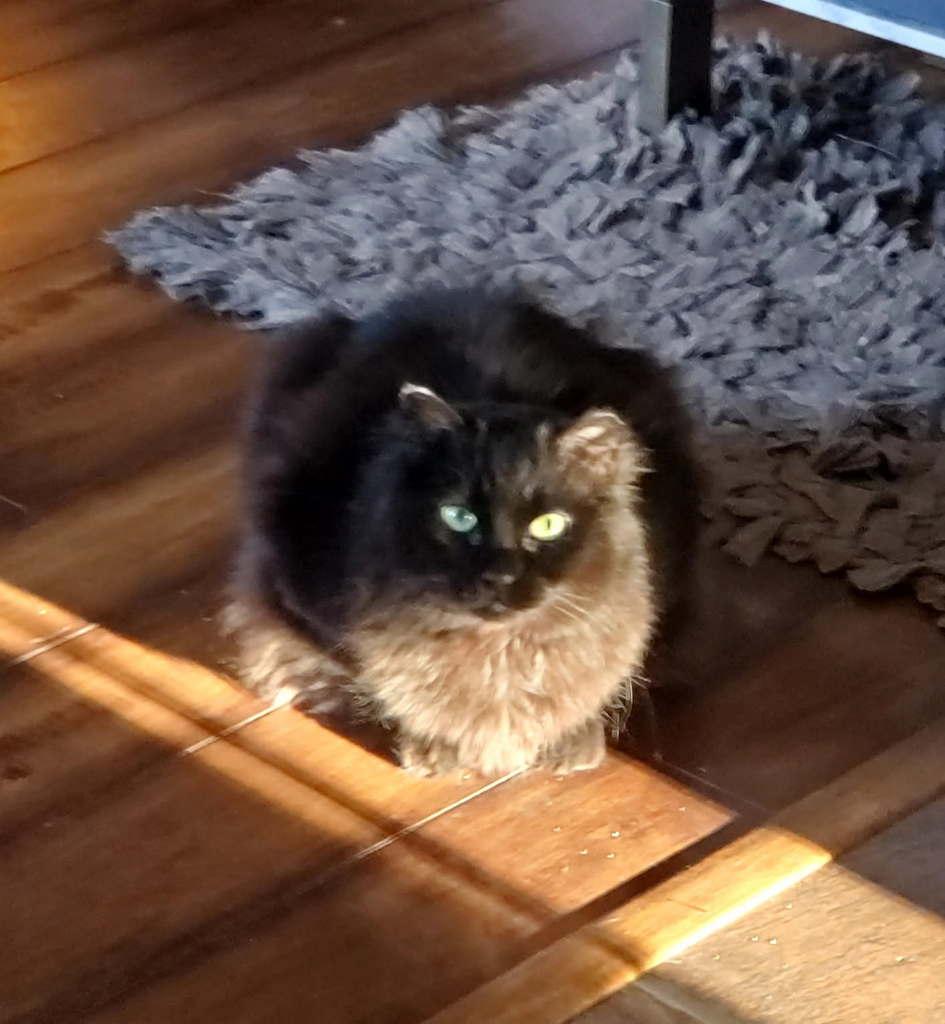 Enlarge Marina, a Adoptable Domestic Long Hair in Wasilla, AK image 2/6