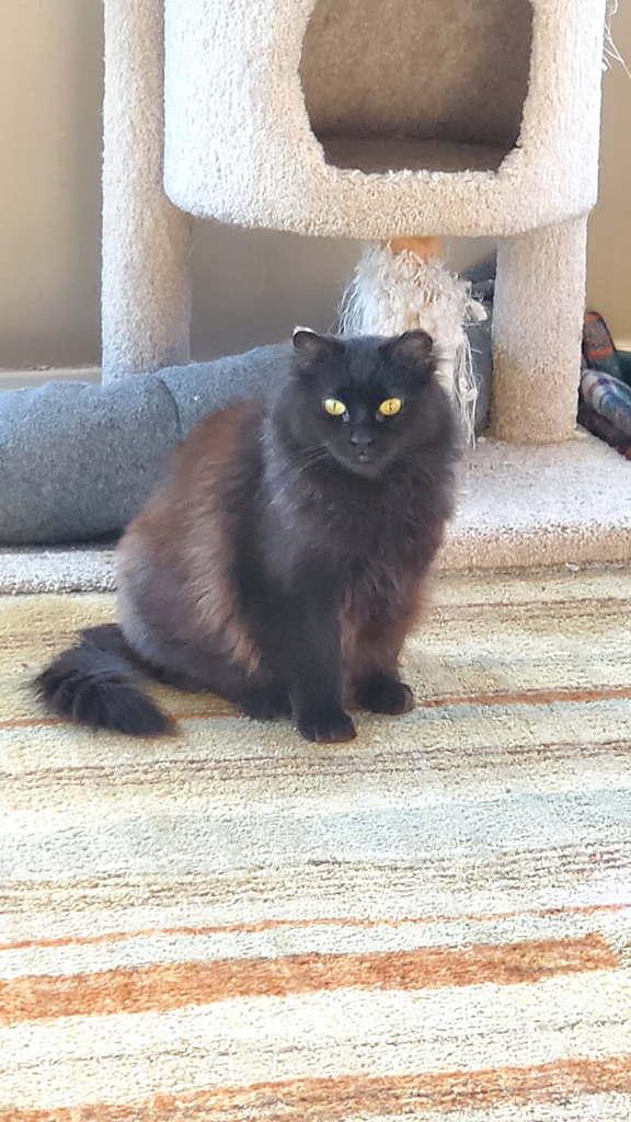 Enlarge Marina, a Adoptable Domestic Long Hair in Wasilla, AK image 4/6