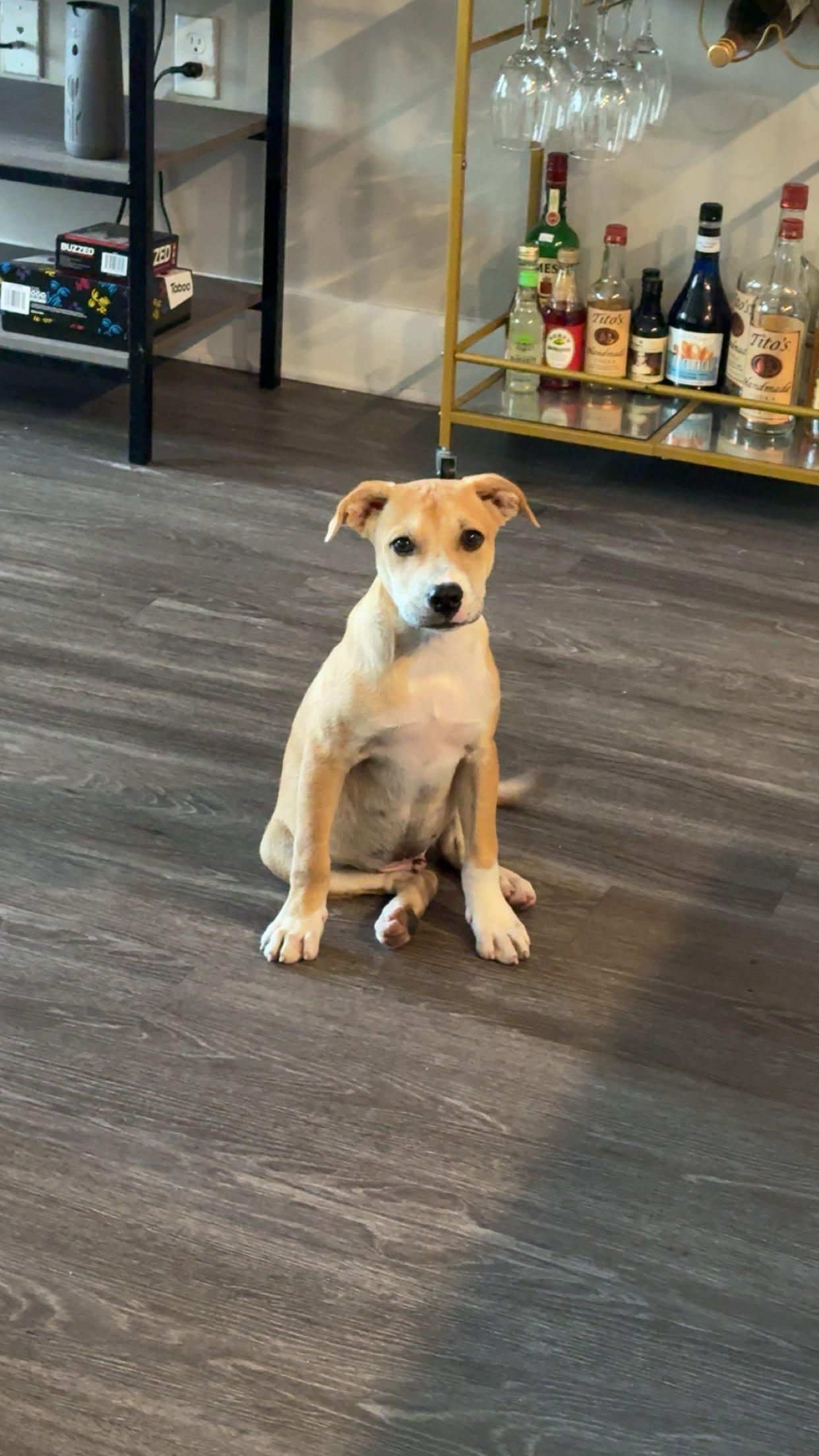 Enlarge Peanutbutter, a Adoptable mixed breed in Tallahassee, FL image 3/6