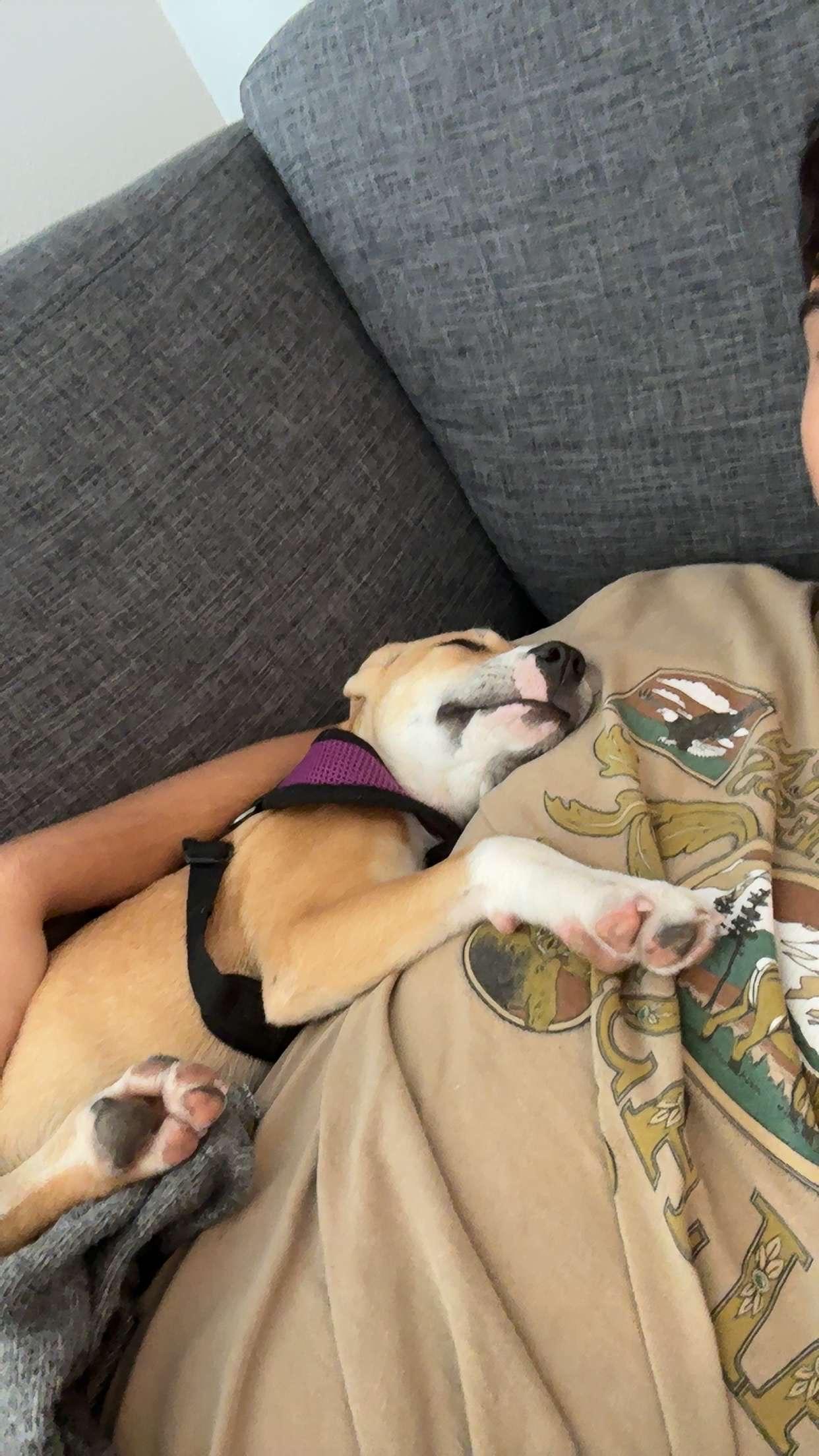 Enlarge Peanutbutter, a Adoptable mixed breed in Tallahassee, FL image 2/6