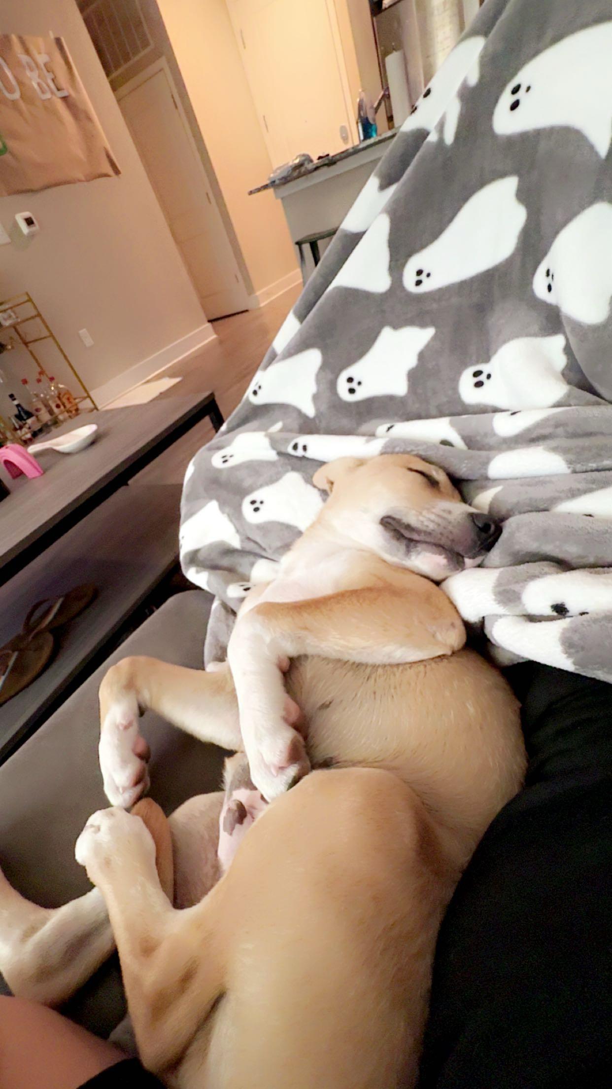 Enlarge Peanutbutter, a Adoptable mixed breed in Tallahassee, FL image 6/6