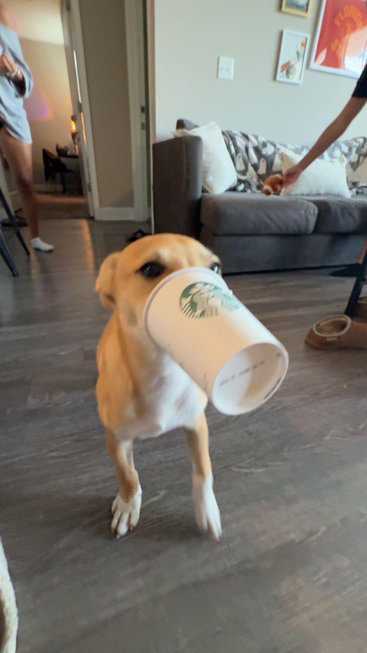 Enlarge Peanutbutter, a Adoptable mixed breed in Tallahassee, FL image 5/6