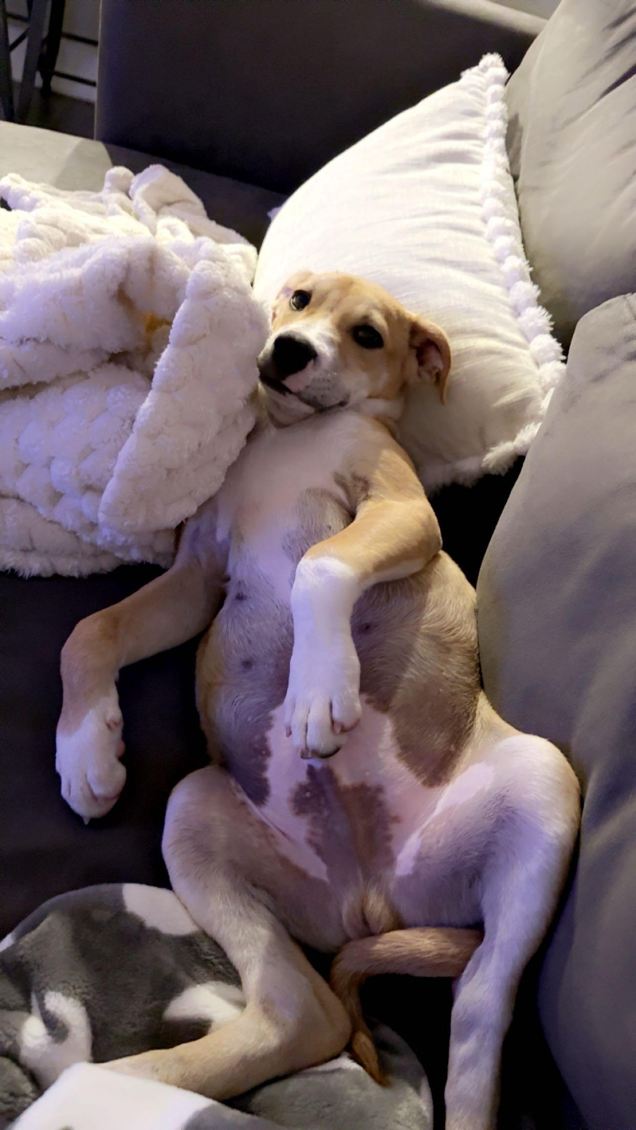 Peanutbutter, Adoptable, Puppy Male Labrador Retriever.