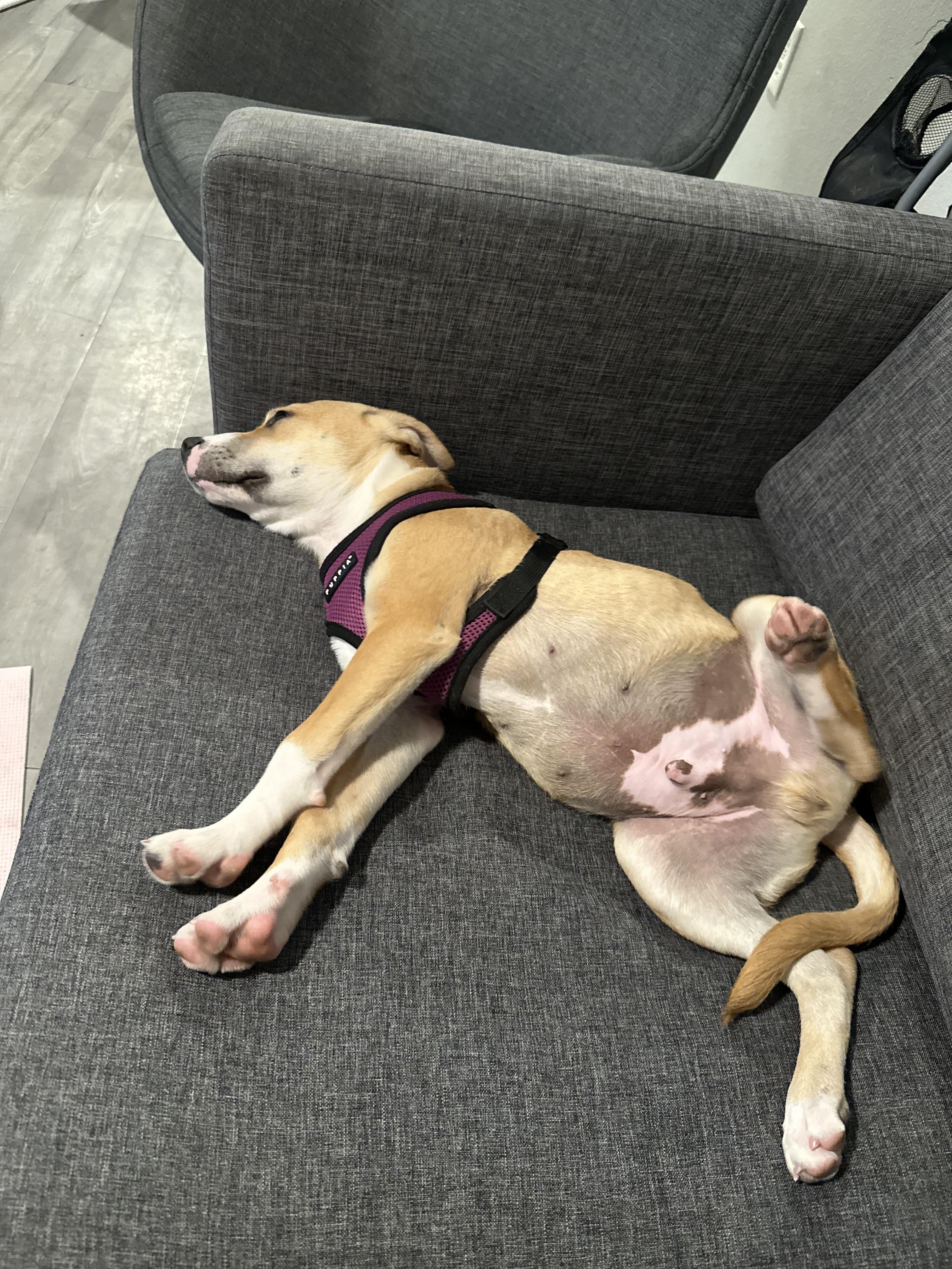 Enlarge Peanutbutter, a Adoptable mixed breed in Tallahassee, FL image 4/6