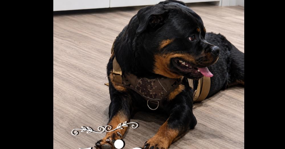 Jojo, Adoptable, Young Male Rottweiler.