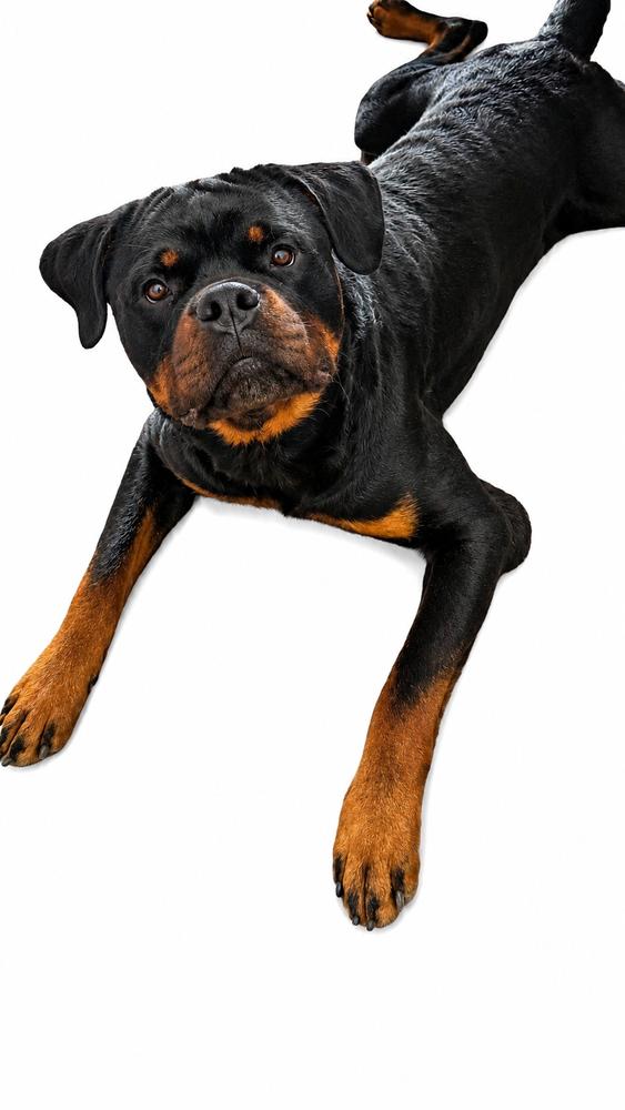 Enlarge Jojo, a Adoptable Rottweiler in Gilbert, AZ image 2/3
