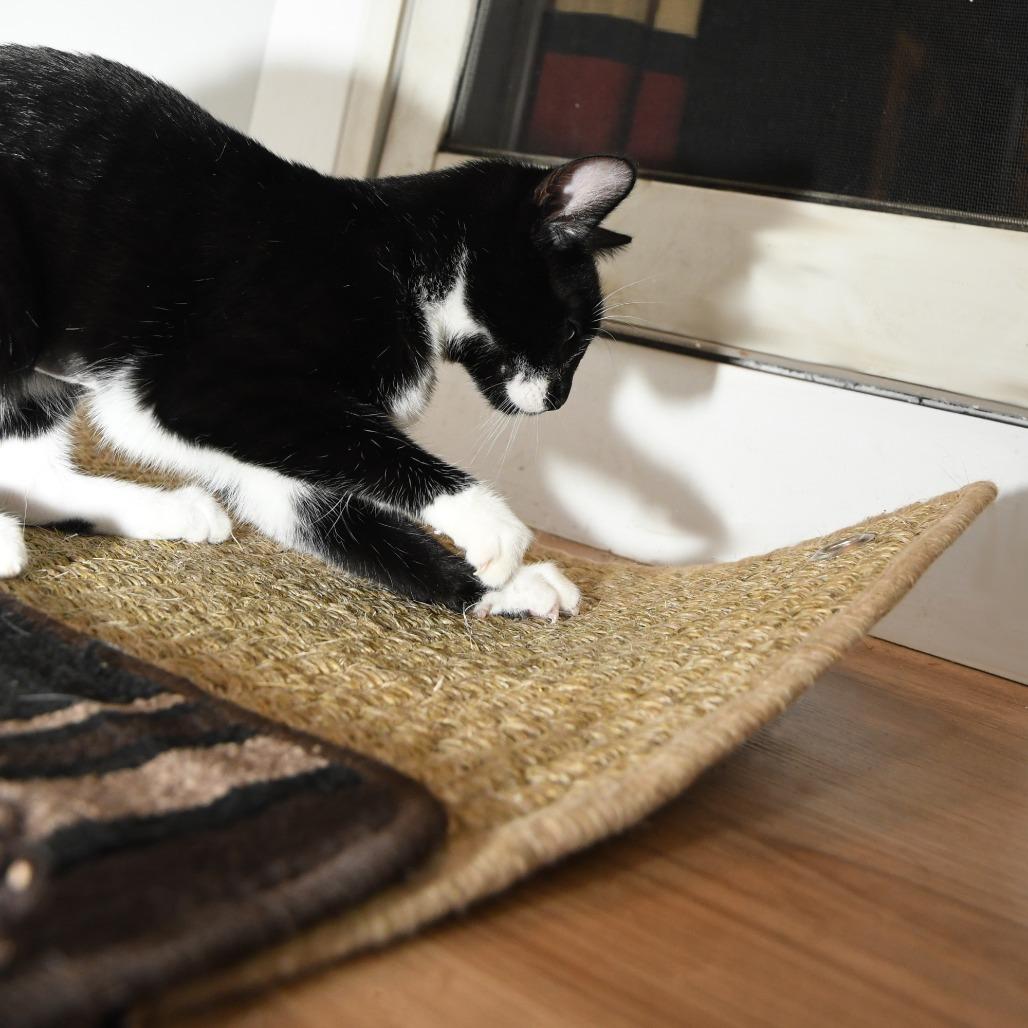 Tonton, a Adoptable Domestic Short Hair in Natick, MA image 5/6