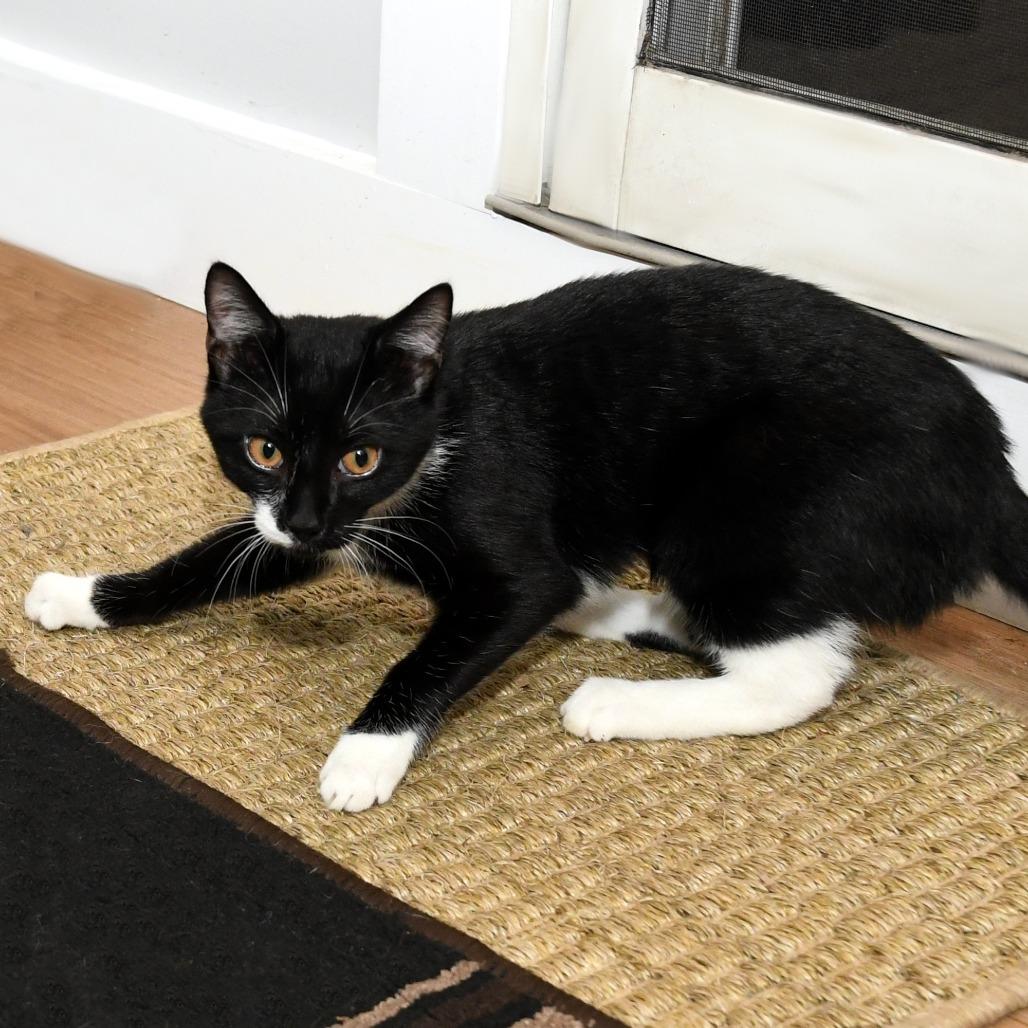 Tonton, a Adoptable Domestic Short Hair in Natick, MA image 6/6