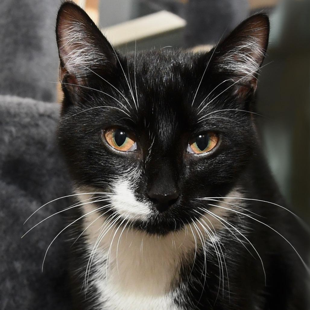 Tonton, a Adoptable Domestic Short Hair in Natick, MA image 1/6