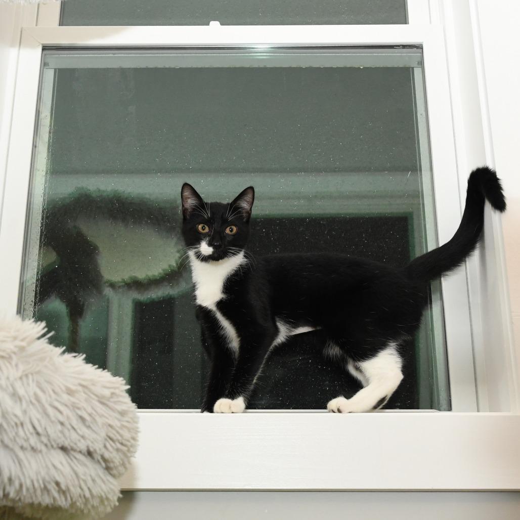 Tonton, a Adoptable Domestic Short Hair in Natick, MA image 3/6