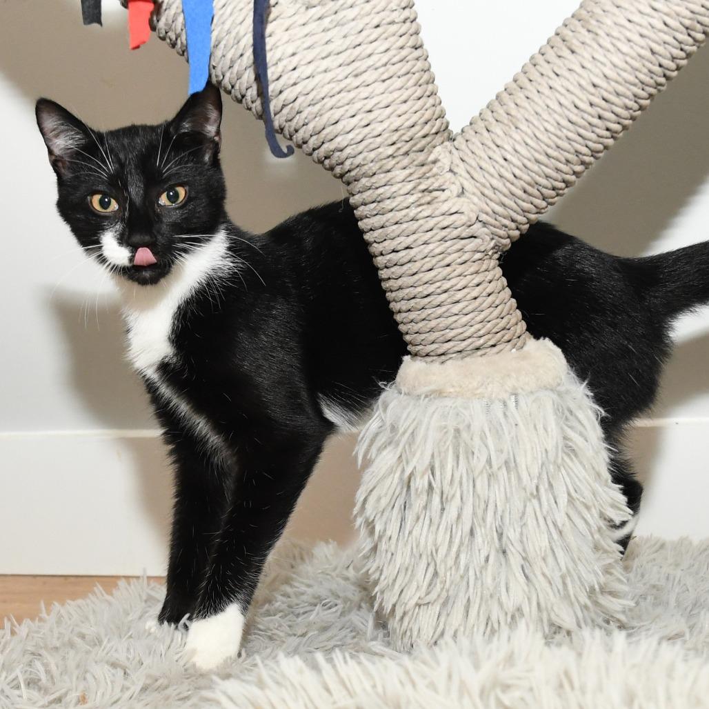 Tonton, a Adoptable Domestic Short Hair in Natick, MA image 2/6
