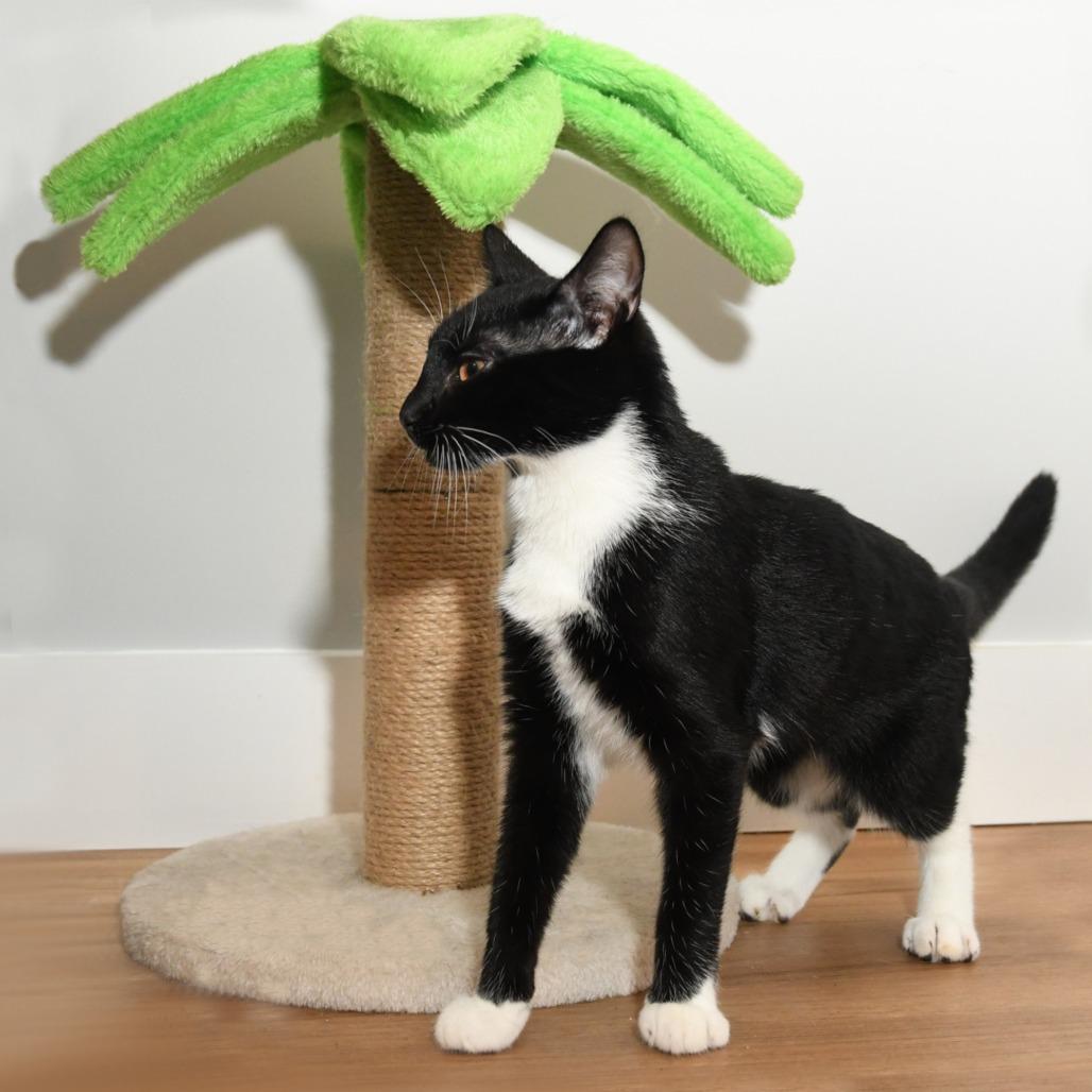Tonton, a Adoptable Domestic Short Hair in Natick, MA image 4/6