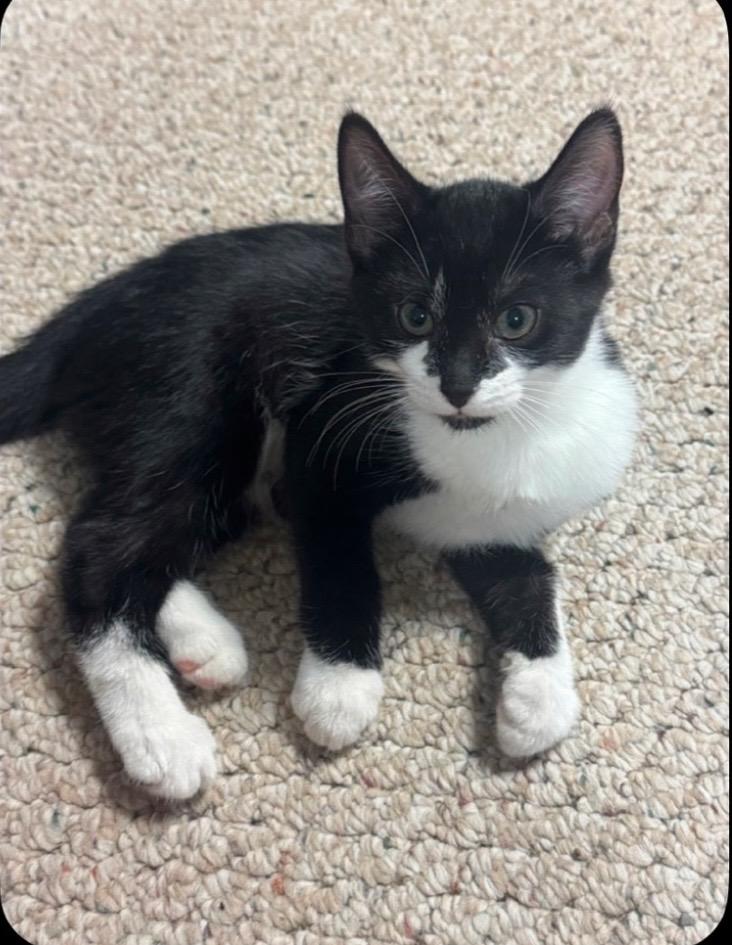 Clementine, Adoptable, Young Female Domestic Short Hair.