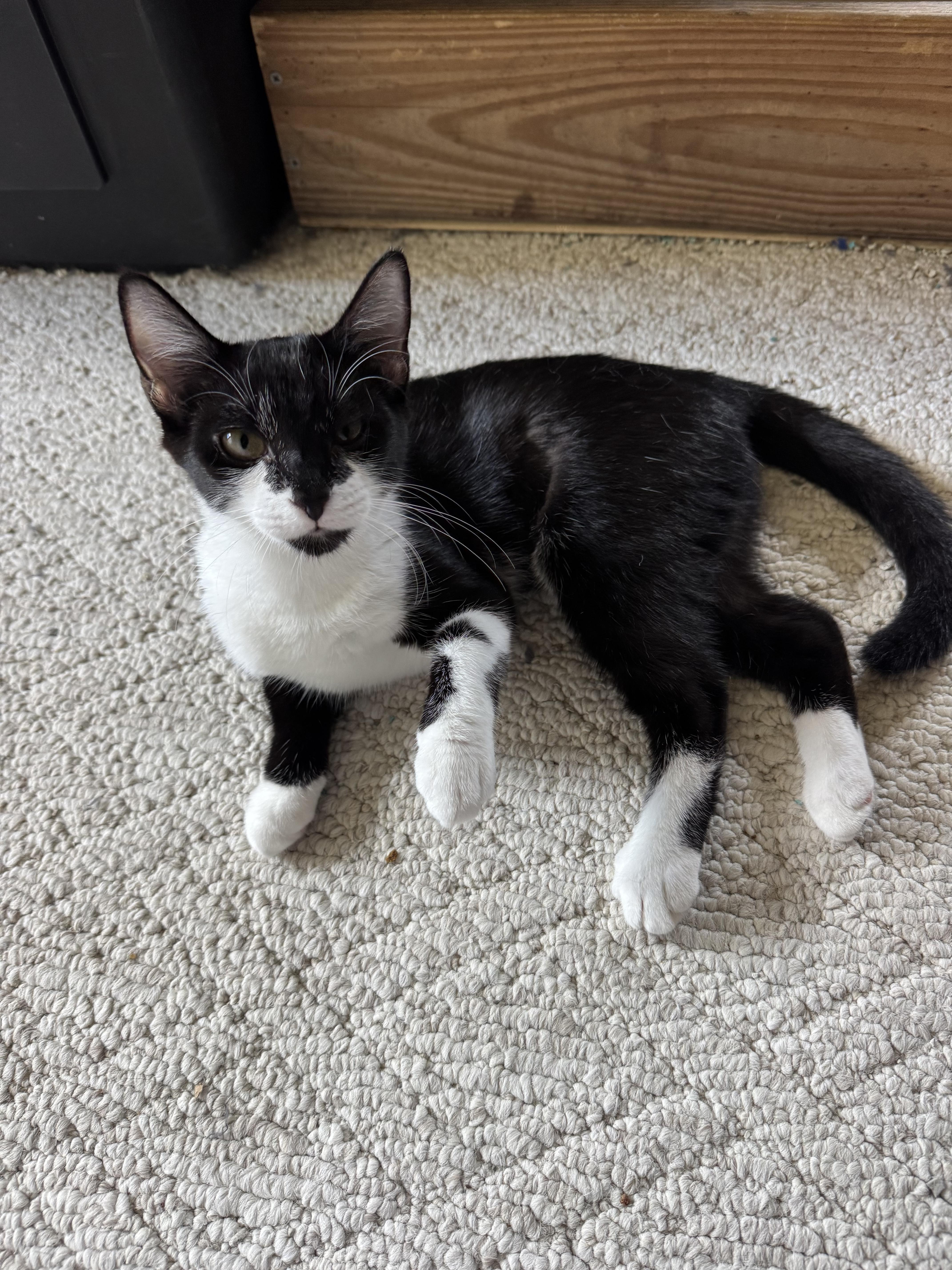 Enlarge Clementine, a Adoptable Domestic Short Hair in Randolph, AL image 2/2