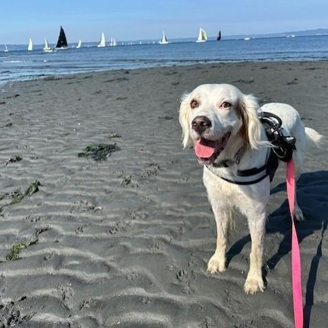 Enlarge Ranger, a ADOPTABLE English Setter in Redmond, WA image 6/6