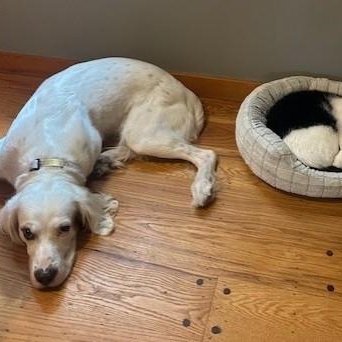 Enlarge Ranger, a ADOPTABLE English Setter in Redmond, WA image 5/6