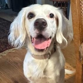 Ranger, ADOPTABLE, Adult Male English Setter.