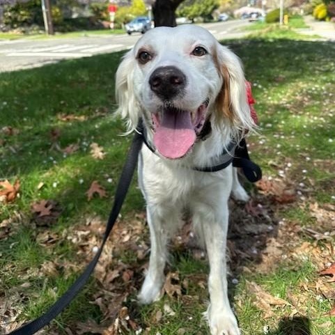 Enlarge Ranger, a ADOPTABLE English Setter in Redmond, WA image 4/6