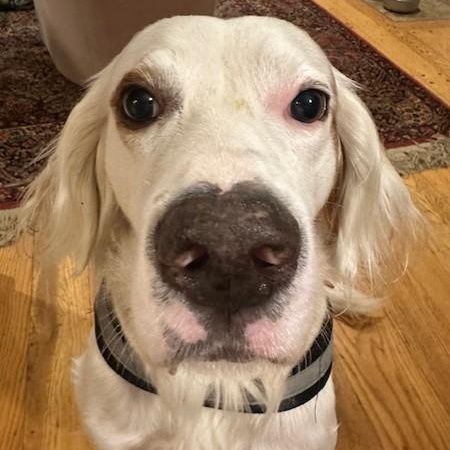 Enlarge Ranger, a ADOPTABLE English Setter in Redmond, WA image 3/6