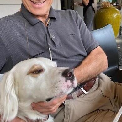 Enlarge Ranger, a ADOPTABLE English Setter in Redmond, WA image 2/6