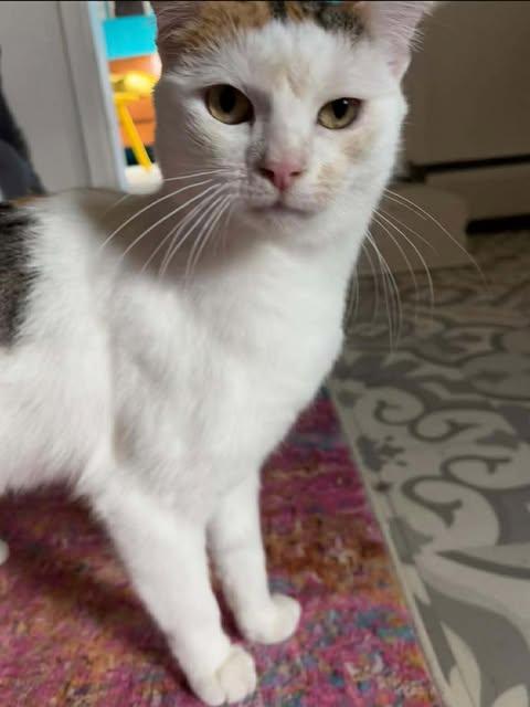Lynn, Adoptable, Adult Female American Shorthair.